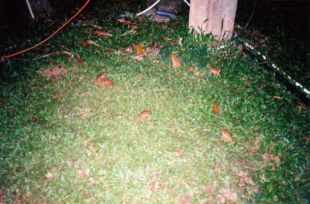 11-26-1998 cane toads in lamp light.jpg
