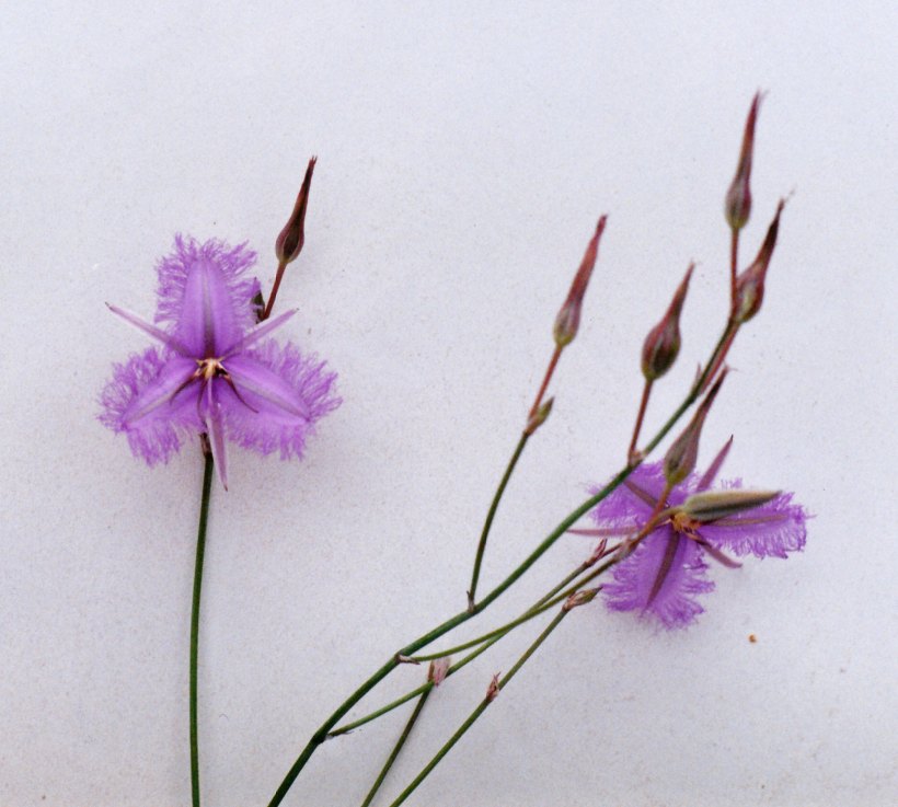 12-14-1998 orchid Mt Leura.jpg