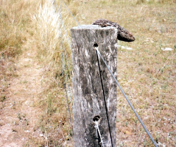 01-19-1999 sundown np reptile.jpg