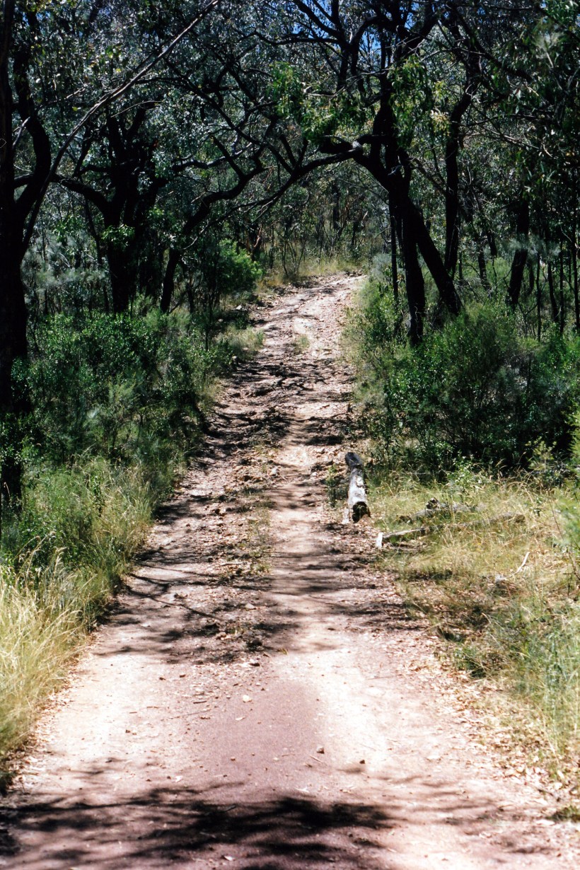 01-19-1999 track in Sundown NP.jpg