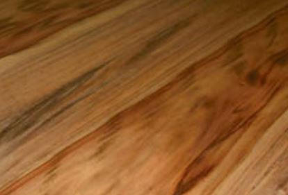 02-09-1999-camphor-laurel