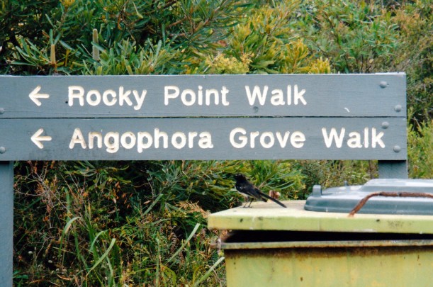 02-24-1999 enterprising willy.jpg