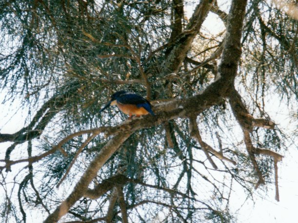03-04-1999 kingfisher mungo brush.jpg