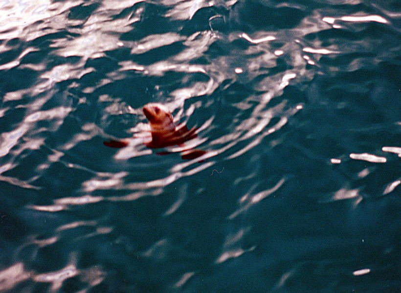 03-14-1999 seal begging Tathra.jpg