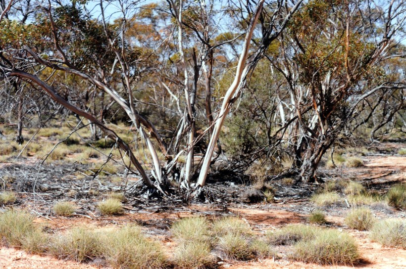 04-21-1999 01 mallee gums at Hattah NP.jpg