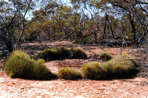 04-21-1999 02 hattah np.jpg