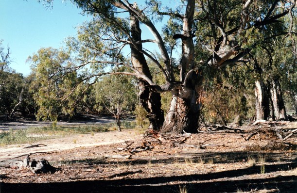 04-23-1999 03 river red gums at Chalka Creek TRack Hattah NP.jpg