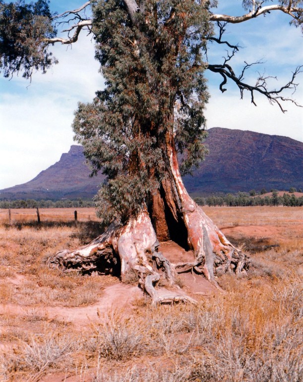 05-07-1999 01 cazneux tree spirit of endurance