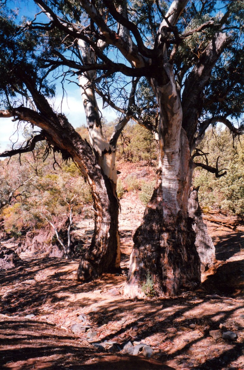 05-07-1999 04 split gum in sacred canyon