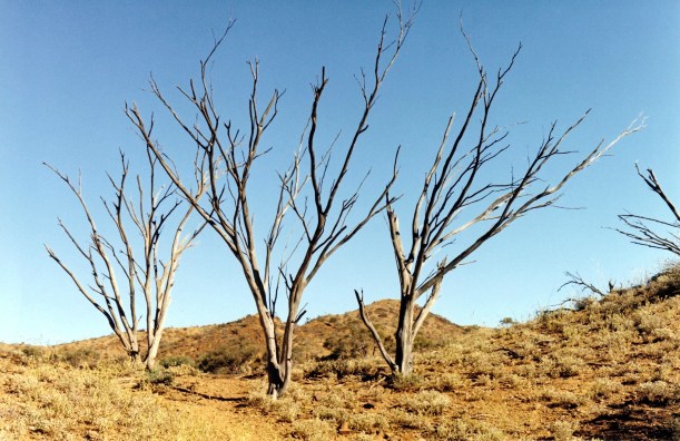 05-17-1999 05 Wilkawillina three mulga trees.jpg