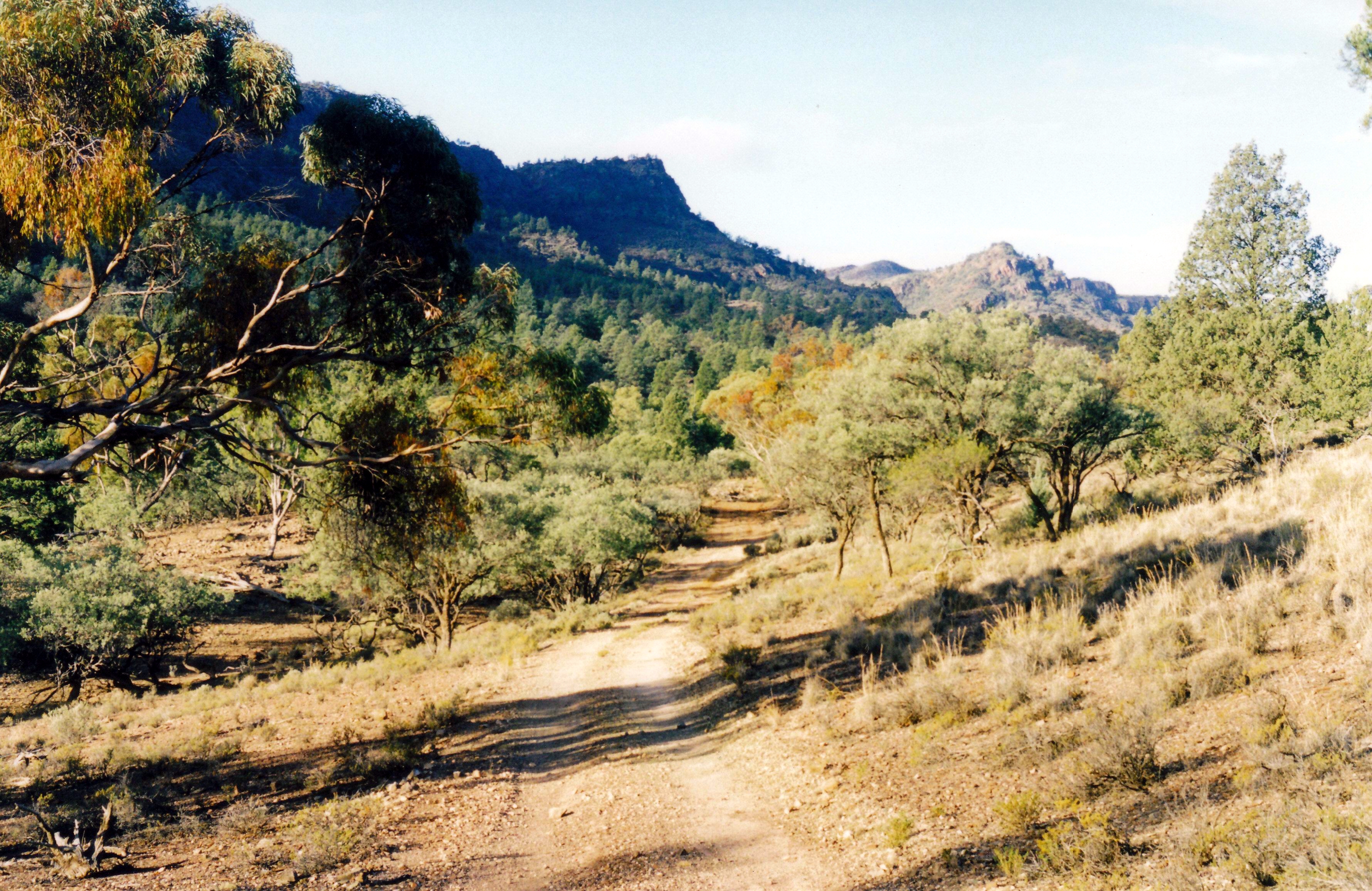 05-23-1999 10 track through Warraweena.jpg