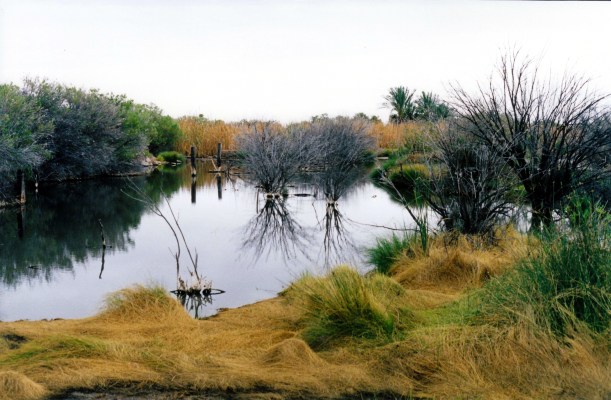 05-27-1999 01 Coward Springs bore outflow.jpg