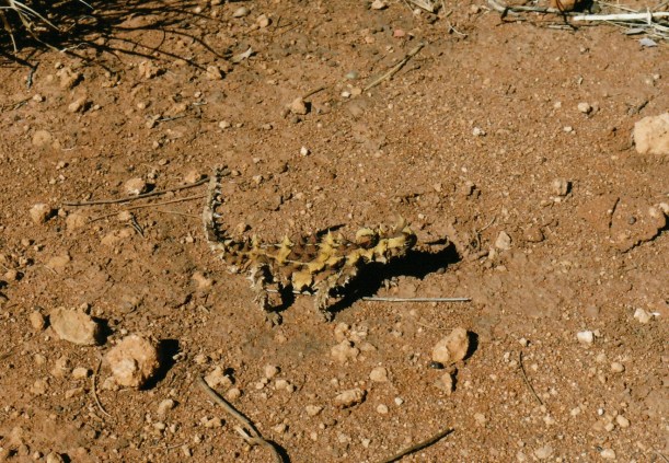 06-02-1999 thorny devil