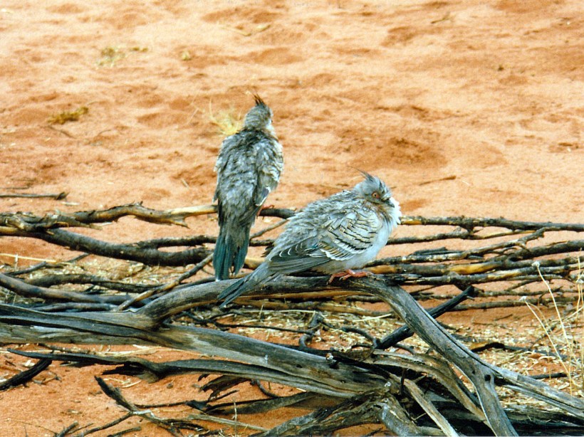 06-05-1999 wet crested pigeons.jpg