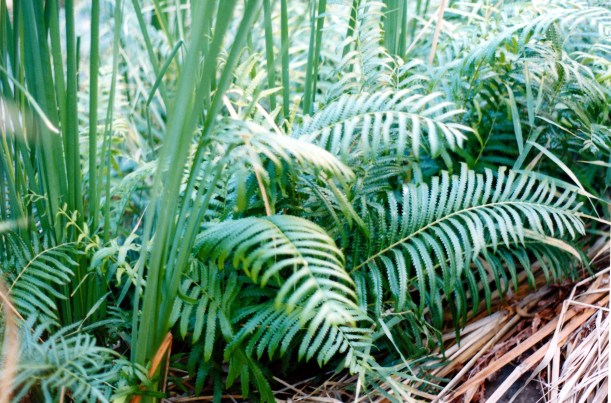 06-13-1999 04 creeping fern unique to Kathleen Springs.jpg