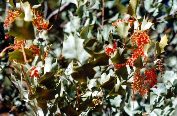 06-14-1999 01 holly grevillea.jpg