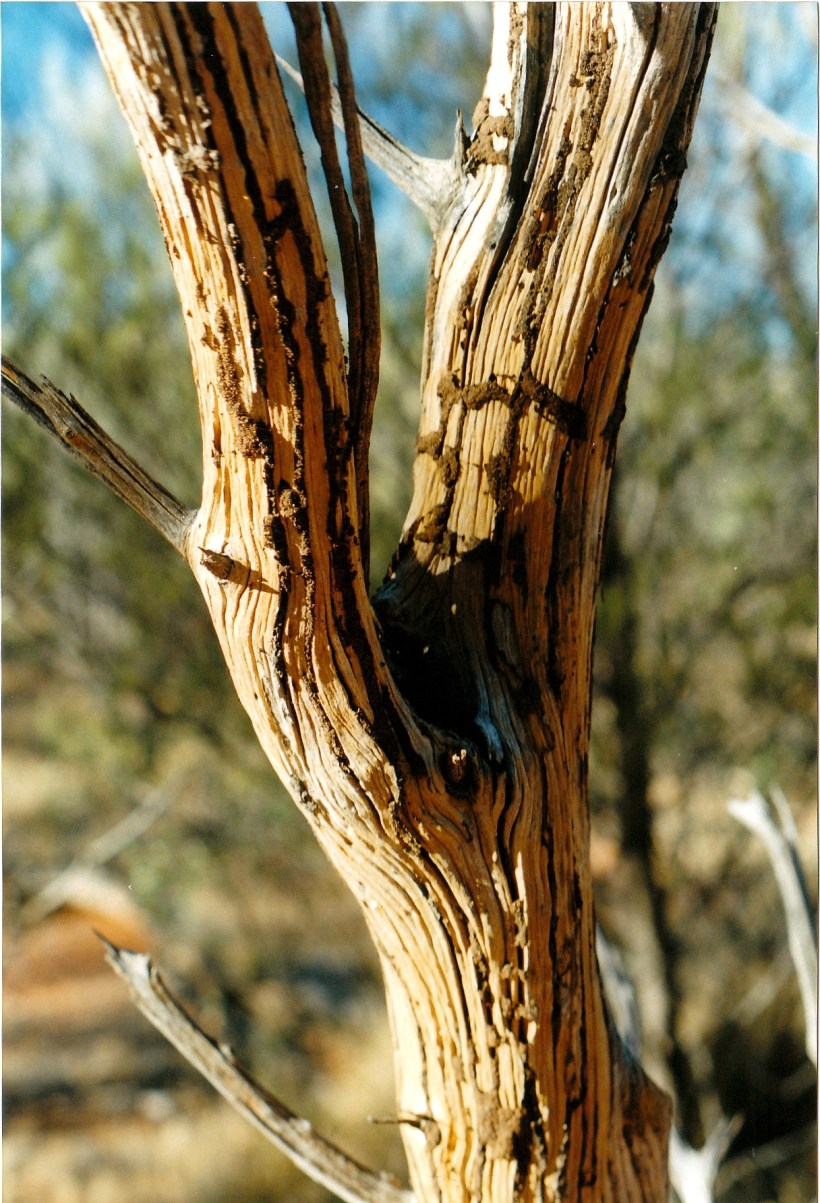 06-23-1999 12 termite patterns.jpg