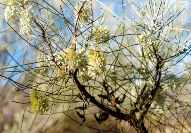06-23-1999 13 grevillea.jpg