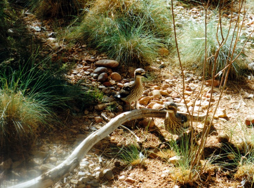 06-29-1999 Bush thick knee.jpg