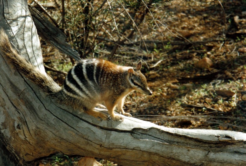 06-29-1999 numbat