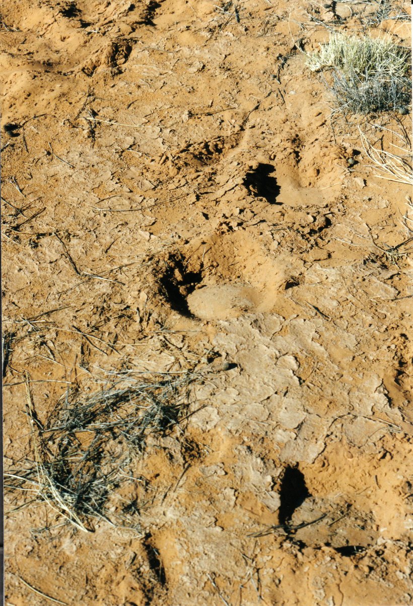 06-30-1999 06 camel tracks big