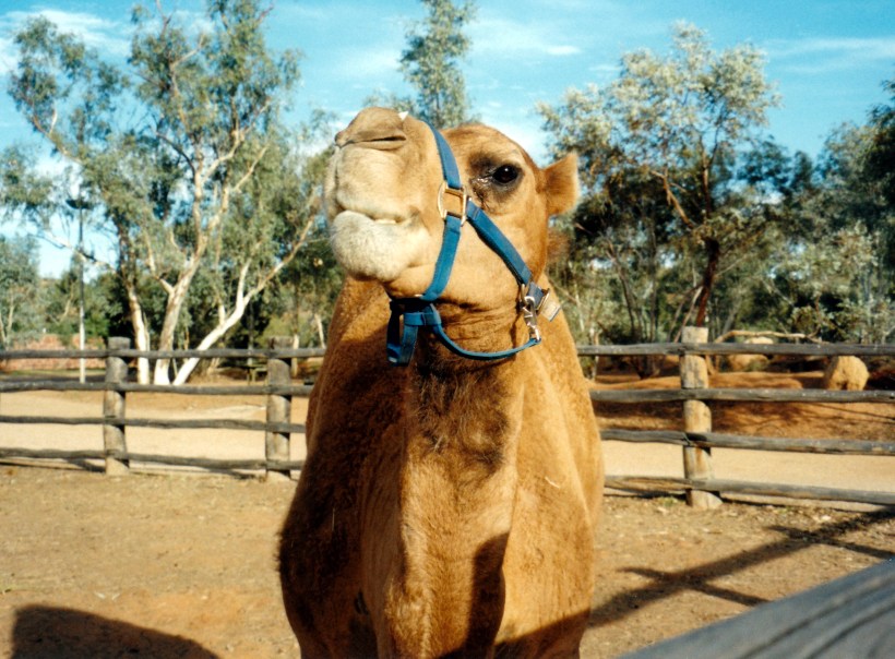 07-01-1999 01 camel.jpg