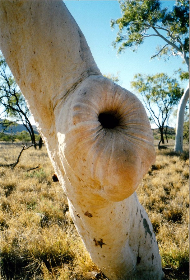 07-04-1999 tree shape.jpg