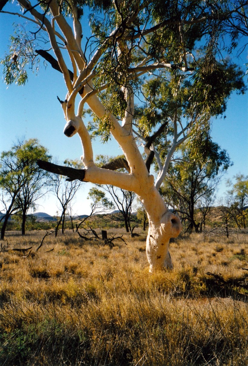 07-04-1999 tree with shape