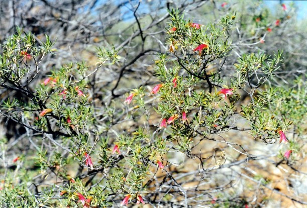 07-10-1999 correa wild.jpg