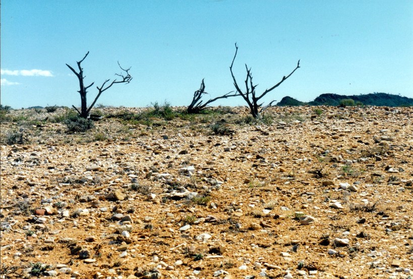 07-15-1999 06 the garden area