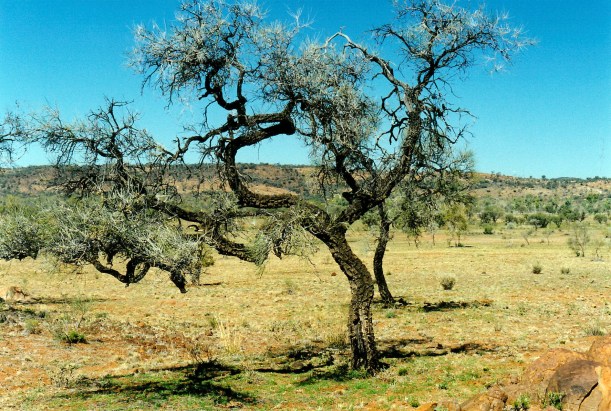 07-19-1999 03 corkwood tree