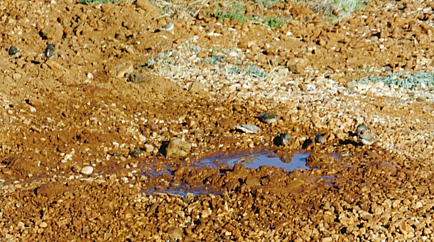 07-21-1999 01 zebra finches in fossicking water.jpg