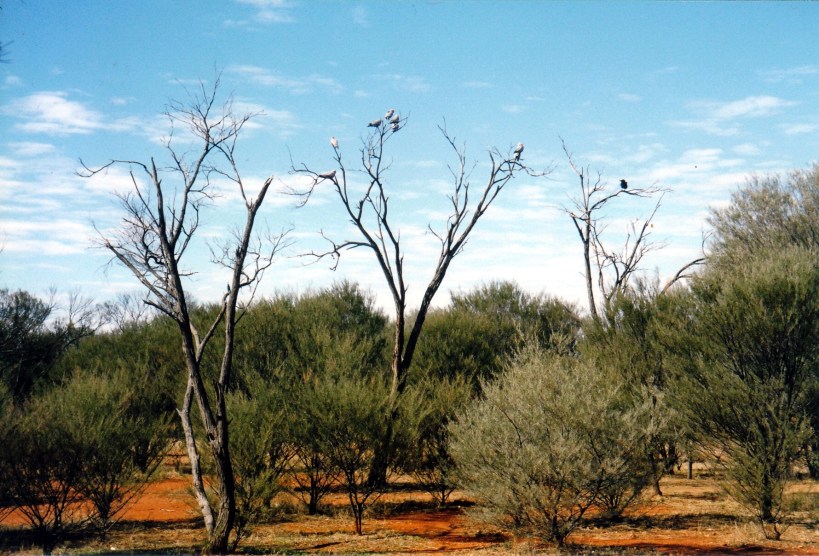 07-09-1999 galahs and crow.jpg