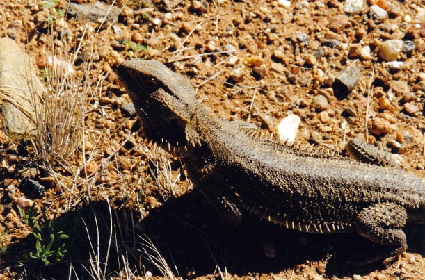 07-30-1999 gemtree wildlife.jpg