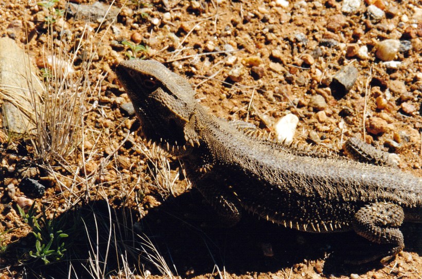 07-30-1999 gemtree wildlife.jpg