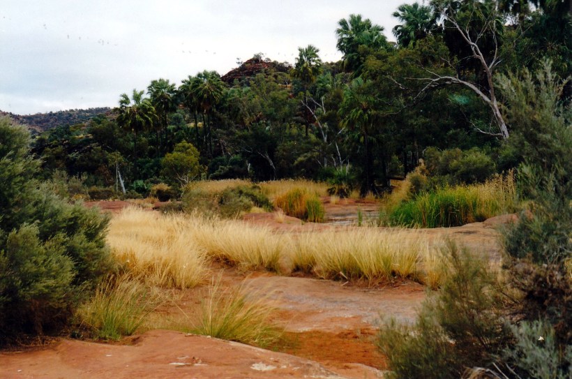 08-08-1999 02 red cabbage palms.jpg