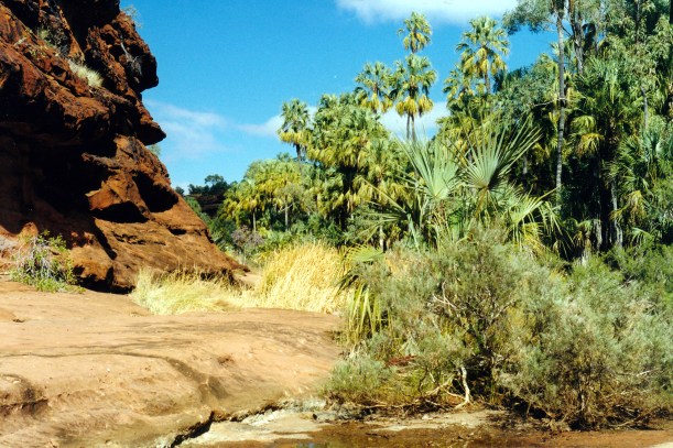 08-08-1999 05 the last of the palms on PV walk.jpg