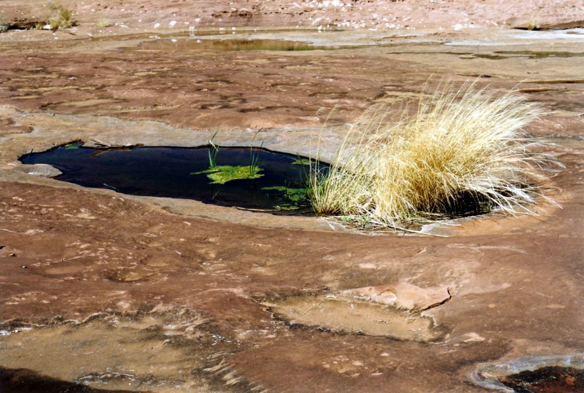 08-08-1999 06 palm valley walk.jpg