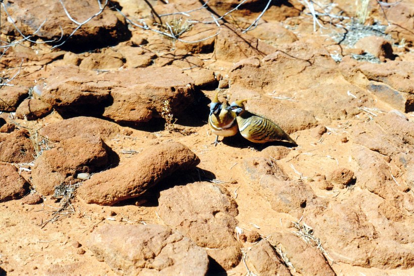 08-08-1999 08 hen pecked