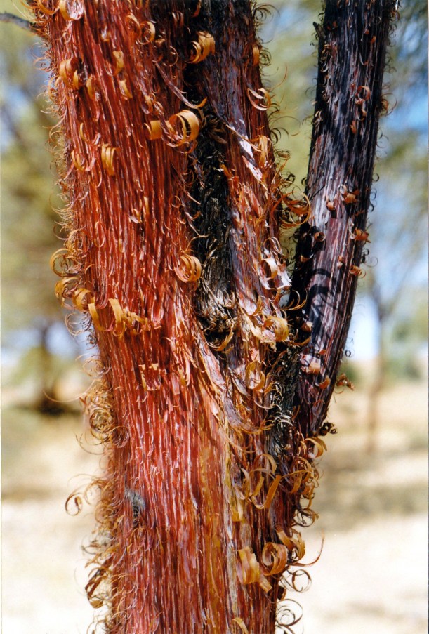 08-14-1999 06  red mulga.jpg