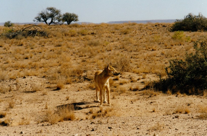 08-15-1999 04 dingo near dlahousie