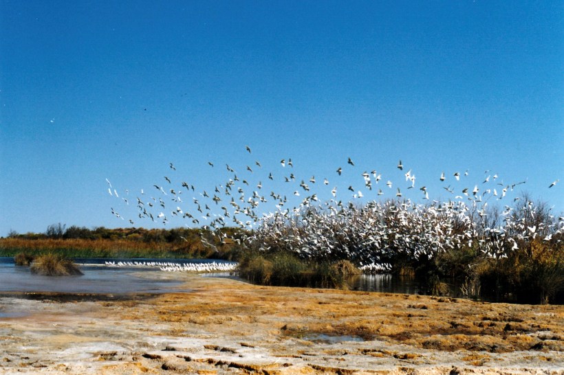 08-15-1999 13  purni corellas.jpg