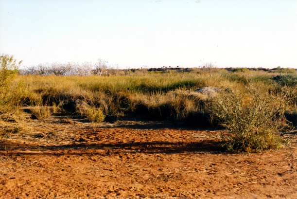 08-15-1999 16 camels Purni Bore.jpg