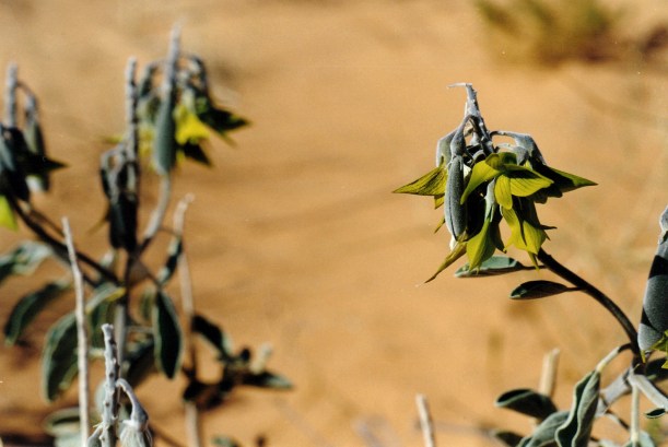 08-17-1999 05  parrot pea.jpg