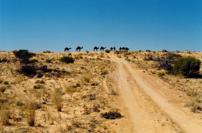 08-17-1999 13 rig rd camels