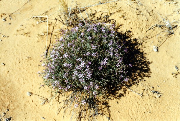 08-17-1999 17  desert wildflowers.jpg