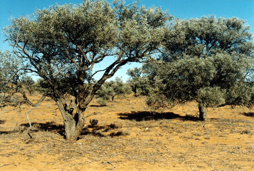 08-18-1999 03  Georgina Gidgee.jpg