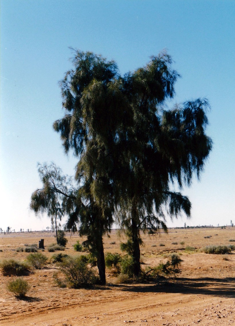 08-21-1999 01  acacia peuce waddi.jpg