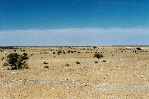 08-21-1999 03 cattle country around Carcoory ruin
