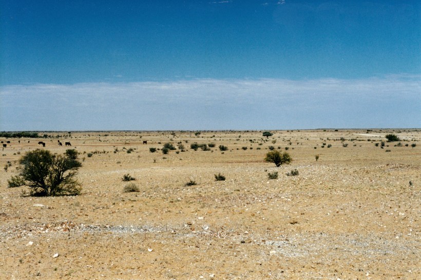 08-21-1999 03 cattle country around Carcoory ruin